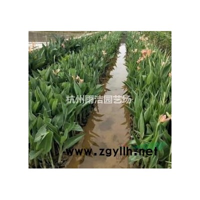 低价花叶芦竹 益森 水生植物 花叶芦竹价格 花叶芦竹批发