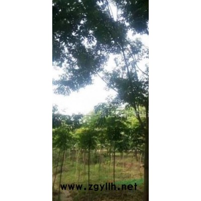 低价金叶芦苇、芦苇、千屈草、细叶莎草、花叶香蒲等