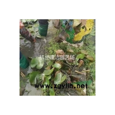 低价黄菖蒲、香蒲、芦苇、水生美人蕉、灯芯草等