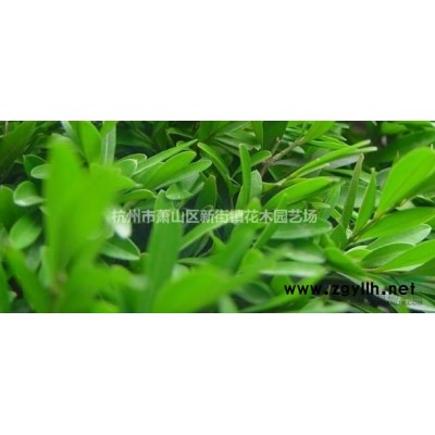 浙江批发低价菖蒲、再力花、千屈菜等各种水生植物