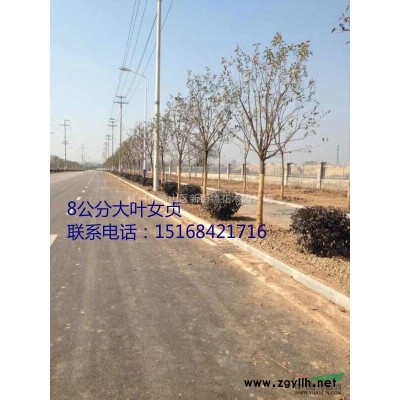 水葫芦价格，莲花价格，浙江水生植物价格，睡莲花芡实价格