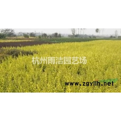 水生植物价格产地 地被植物花菖蒲 梭鱼草 睡莲 芦苇