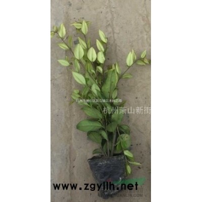 水生植物马蹄莲水仙鱼腥草芡实碗莲再力花苦草梭鱼草花叶芦竹