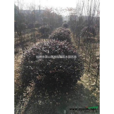 大量供应精品大叶黄杨球 海桐球 规格*欢迎联系