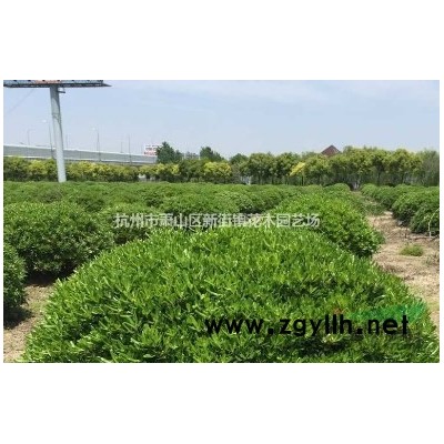 供应各类多肉  盆栽 海棠洋牡丹 石竹 装饰*选