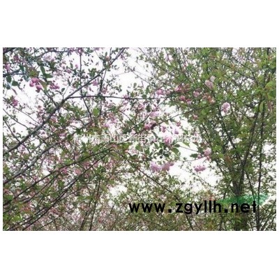 室外水生水培植物观赏香苗香菖蒲池塘绿植蒲剑水养盆栽驱蚊净化草