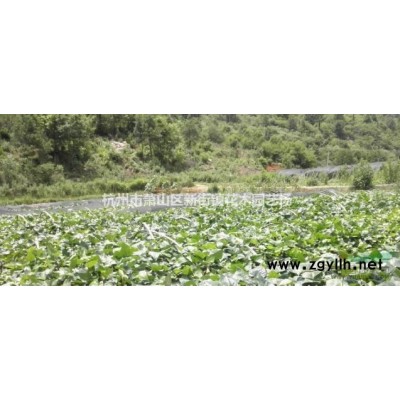 法国冬青苗冬青树北海道黄杨苗日本珊瑚树庭院篱笆墙四季常青树苗