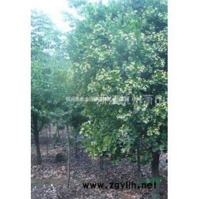 直销 常春藤小苗 爬山虎 绿化工程苗 吊兰植物