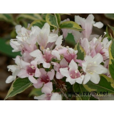 欧月蔷薇花苗盆栽花卉 藤本月季花爬藤月季四季