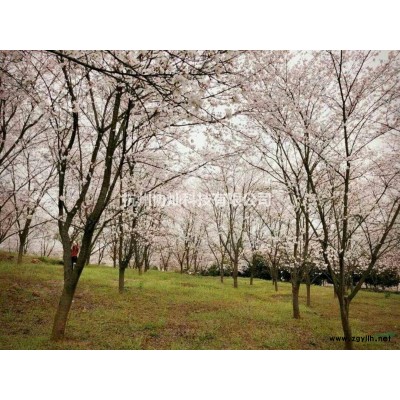 供应精品赤枫3-25公分出售