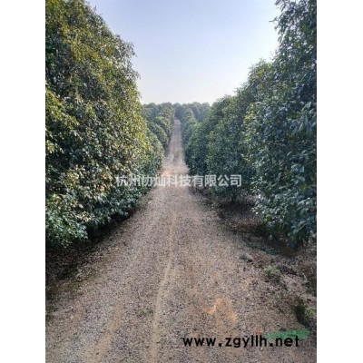 早樱晚樱8-28公分/樱花报价/樱花价格/樱花供应