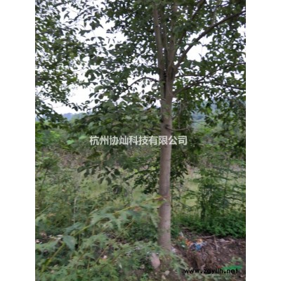 丛生玉兰出售冠3米高3.5米