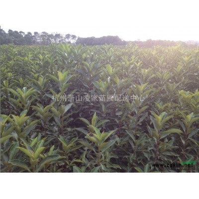 茶梅毛球