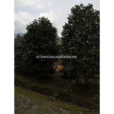 优质特价早樱产地直销，早樱樱花基地直供