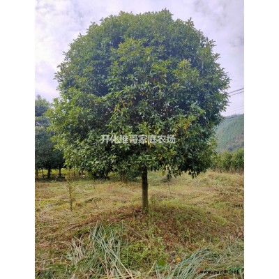 乳源木莲基地直供 乳源木莲行情报价