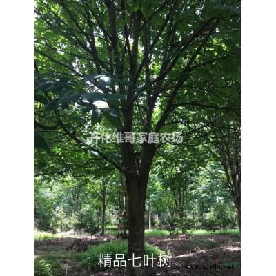 优质特价乳源木莲 产地直销  欢迎来电咨询