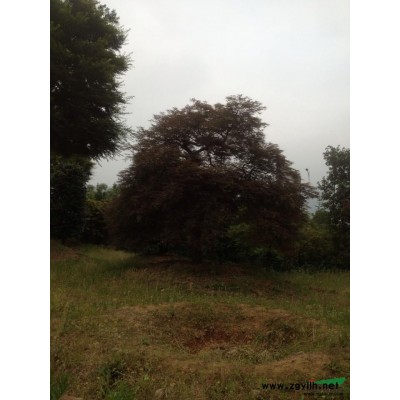 8公分红枫多少钱一棵，9公分红枫怎么卖？