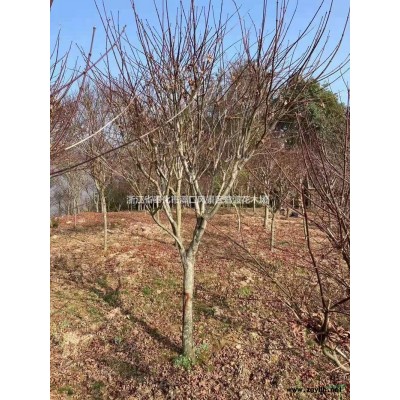 浙江宁波供应5公分6公分7公分8公分红枫，红枫质美价优