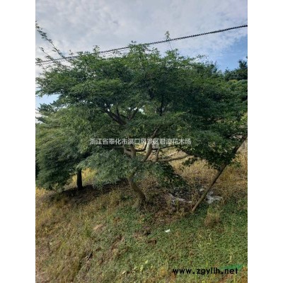 茶花7*新价格/茶花7报价