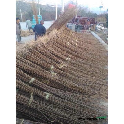 埃比胡秃子直销