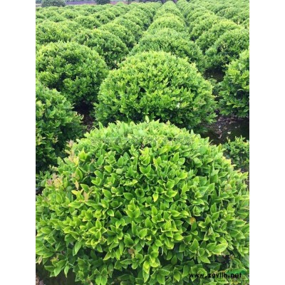 花叶锦带，紫叶锦带，红王子锦带精品苗有售