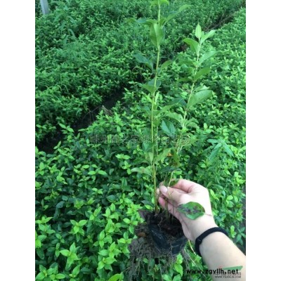 浙江金禾女贞球价格怎么样 优质金禾女贞球多少钱