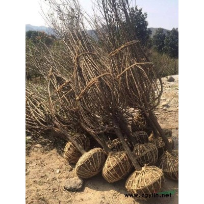 今年秋火焰美国红枫出售价格便宜 浙江秋火焰红梅红枫便宜的很