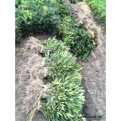 浙江银姬小蜡球哪里便宜 批发银姬小腊球新报价走势怎么样