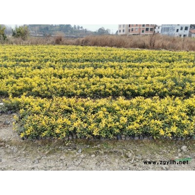 白花葱兰价格，葱兰、韭兰，数量实打实，专业供应葱兰