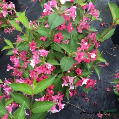 八角金盘地栽苗，八角金盘容器苗，八角金盘毛球，专业种植