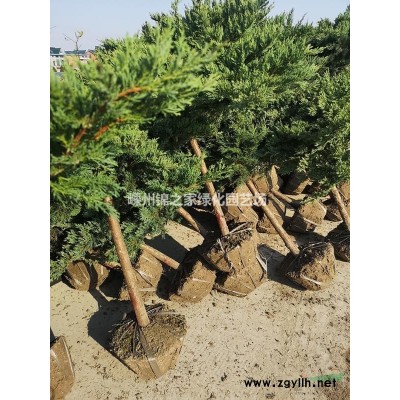 供应红梅D3-15，红梅主产区产地直销整车装有，苗子粗壮整齐