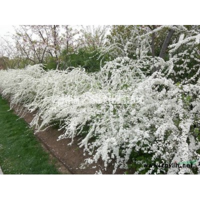 供应红白黄玉兰D6-12，玉兰小苗有货，苗子粗壮