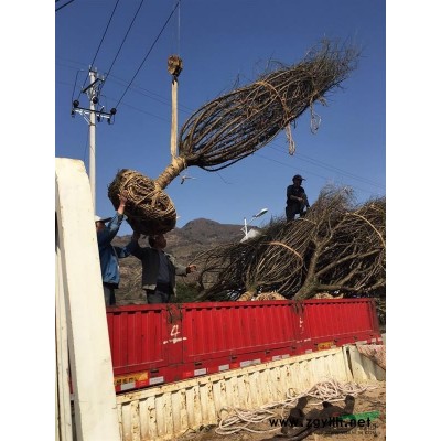 供应金边麦冬，金边阔叶麦冬50万，数量足质量优，量大实惠