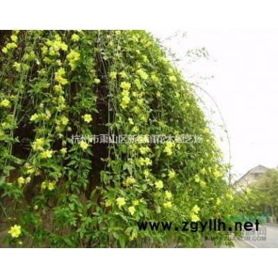 供应南天竹、南天竺、单头、多头南天竺