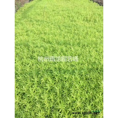 供应金镶玉竹、紫竹、箬竹、刚竹、黄金竹