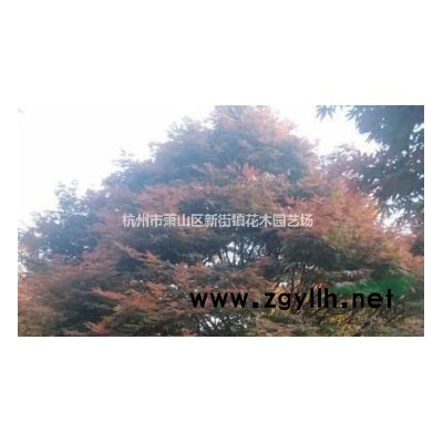 供应雪桃、碧桃、绛桃、扫帚桃、鸳鸯碧桃、五彩碧桃