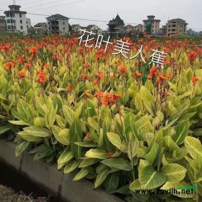 苗圃直销15-20公分鸡爪槭 精品 价格实惠