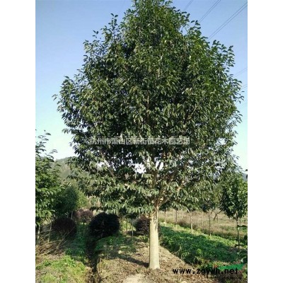 供应一年生、二年生小龙柏