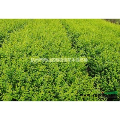 麦冬草 鸭脚木 大量供应