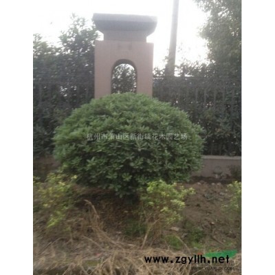 大量低价直销金叶苔草 银边麦冬 金边麦冬 兰花三七 吉祥草等