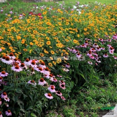 产地直销 便宜价格出售阔叶麦冬 兰花三七 金边麦冬 银边麦冬等欢迎订购