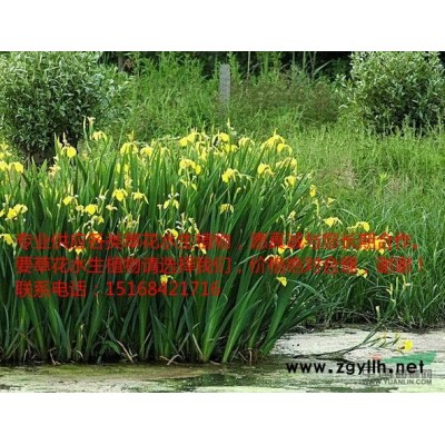 *低价供应马蔺、玉蝉花、花蔺-苗圃供应