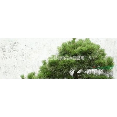 供应地被石竹、美国石竹、常夏石竹 各类草花 水生植物低价热销