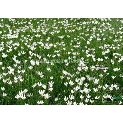 地经D8公分红叶石楠 高杆红叶石楠 红叶石楠球红叶石楠树供应