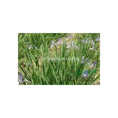 大量供应萧山各类毛球 大叶黄杨毛球金边黄杨毛球瓜子黄杨毛球等