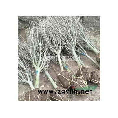 便宜出售 菖蒲、莼菜、慈菇、大漂等水生植物