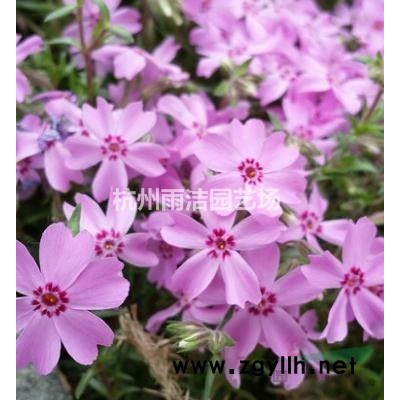 金叶石菖蒲、细茎针茅、小兔子狼尾草