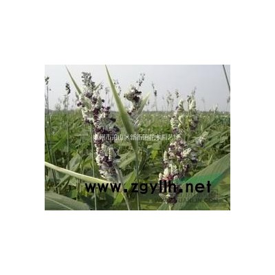 大量出售水生植物黄色睡莲，红色睡莲，白色睡莲产地