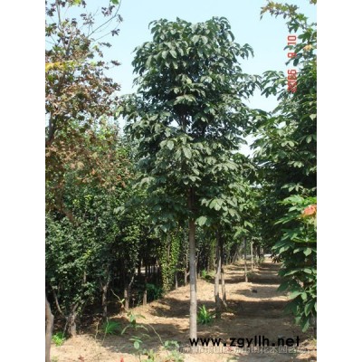 二年生龙柏便宜处理了 需要的抓紧订购！