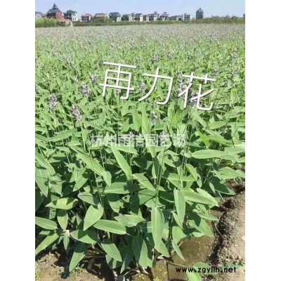 凌霄花苗 适合阳台 3年苗当年开花搭配攀缘植物 装饰家园花卉